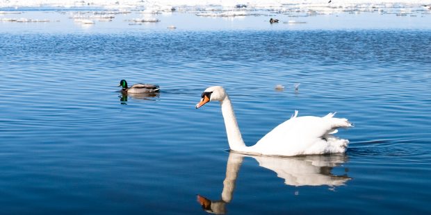 Estonian Animal Protection Society: Do not feed swans and ducks this winter, especially with bread 