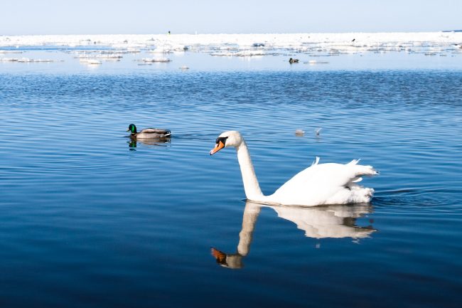 Estonian Animal Protection Society: Do not feed swans and ducks this winter, especially with bread 