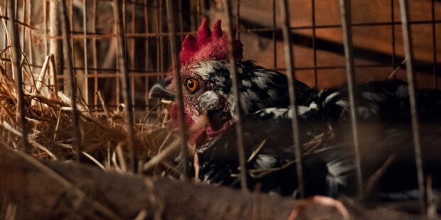 Survey: 80% of Estonians residents do not support keeping chickens in cages