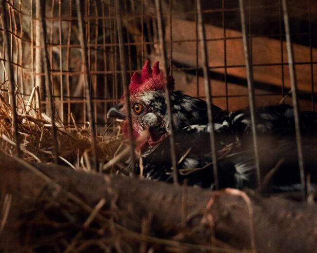 Survey: 80% of Estonians residents do not support keeping chickens in cages