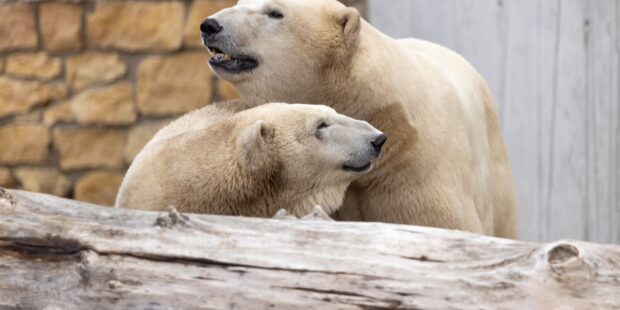 Saturday is polar bear day at Tallinn Zoo
