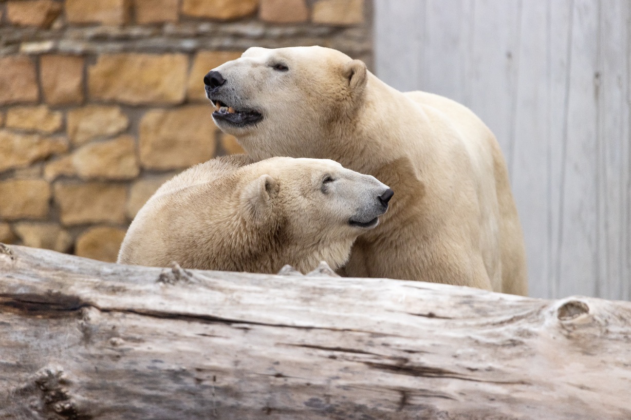 Saturday is polar bear day at Tallinn Zoo | The Baltic Guide OnlineThe  Baltic Guide Online