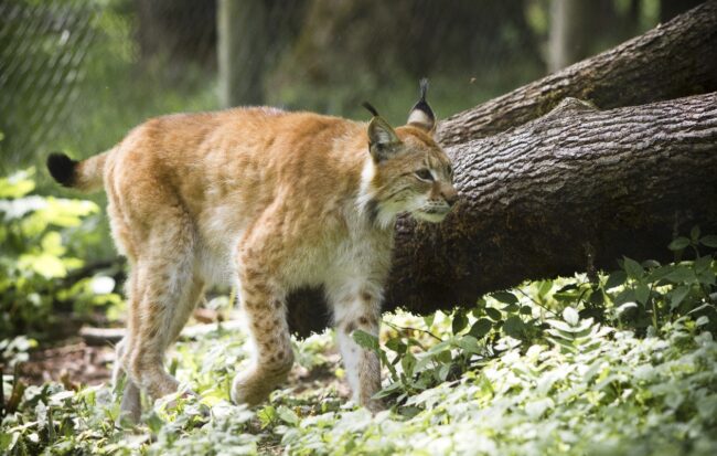 Tallinn home to exceptionally high numbers of wild animals