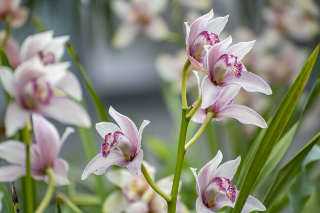 Traditional orchid exhibition to open at Tallinn Botanical Garden on Friday