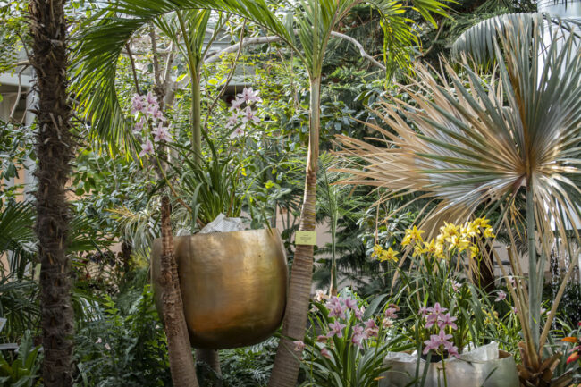 orchid exhibition5