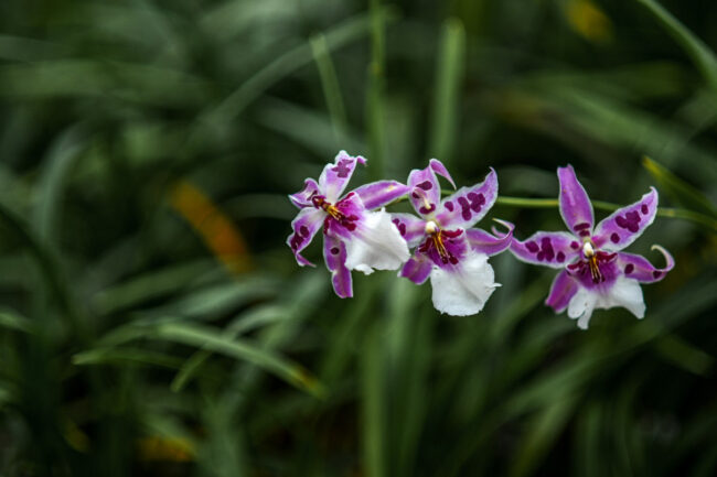 orchid exhibition7