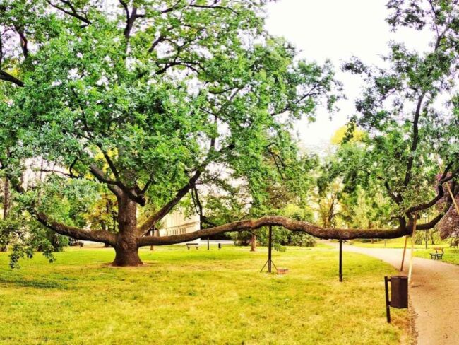 The European Tree of the Year competition was won by an oak tree from Poland with a unique shape