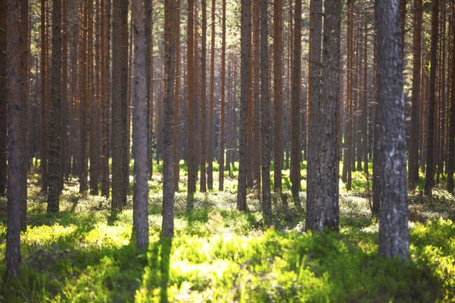 A Japanese-style mini-forest will be established in North Tallinn – a total of nearly 400 trees and 600 bushes will be planted
