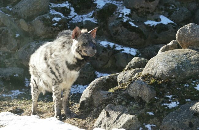 Two beloved long-term residents of Tallinn Zoo have passed away