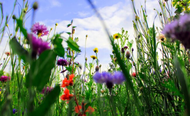 14 flower meadows will be created in Tallinn this summer – as part of the city’s year as European Green Capital