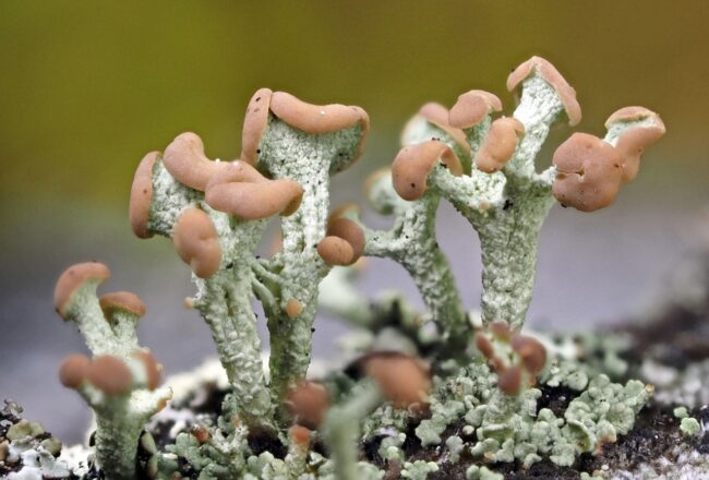 The beginning of the summer season at Tallinn Botanical Garden is dedicated to lichens, the season opens on May 1