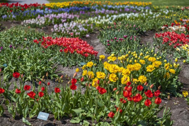 Today, Tallinn Botanic Garden introduces spring flowers with special theme day