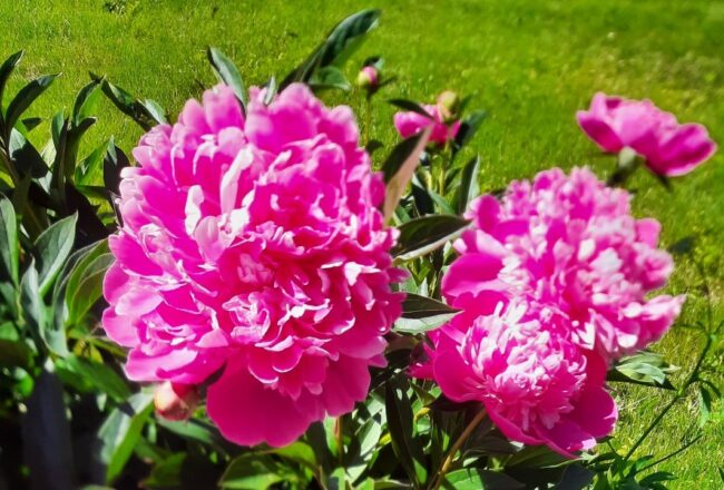 Saaremaa Peony Festival underway