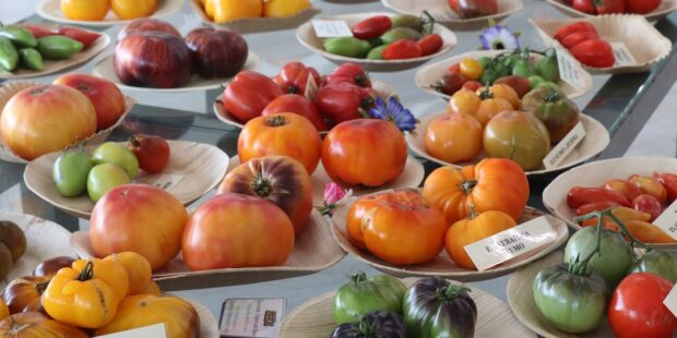 Tomato Festival begins tomorrow