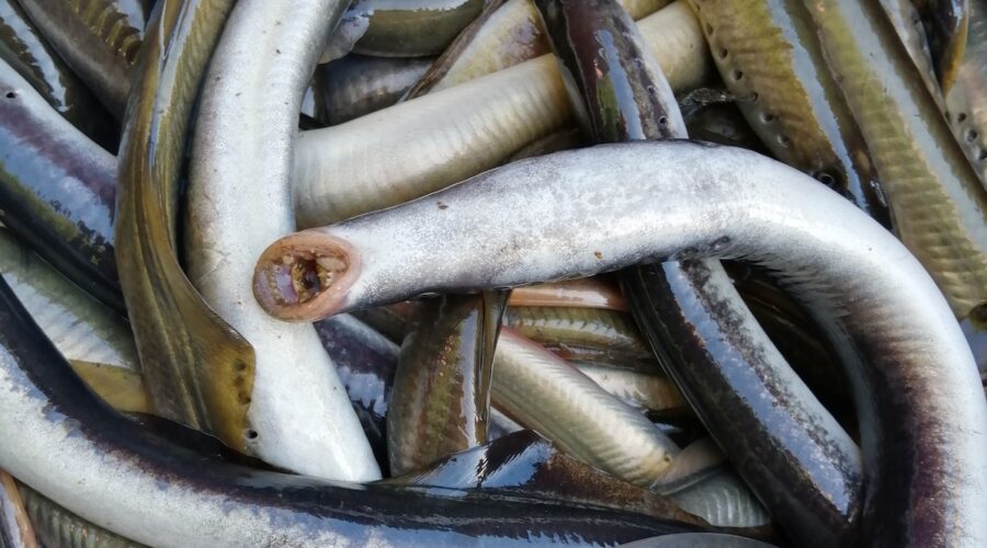 Unohdettu kala, joka oli kerran kuninkaiden herkku
