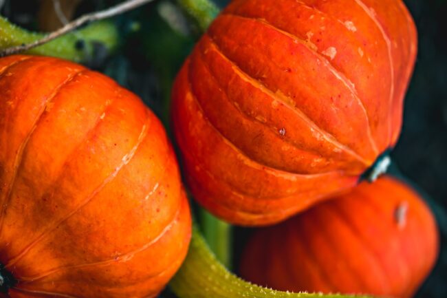 Pumpkin Festival begins at Tallinn Botanical Garden