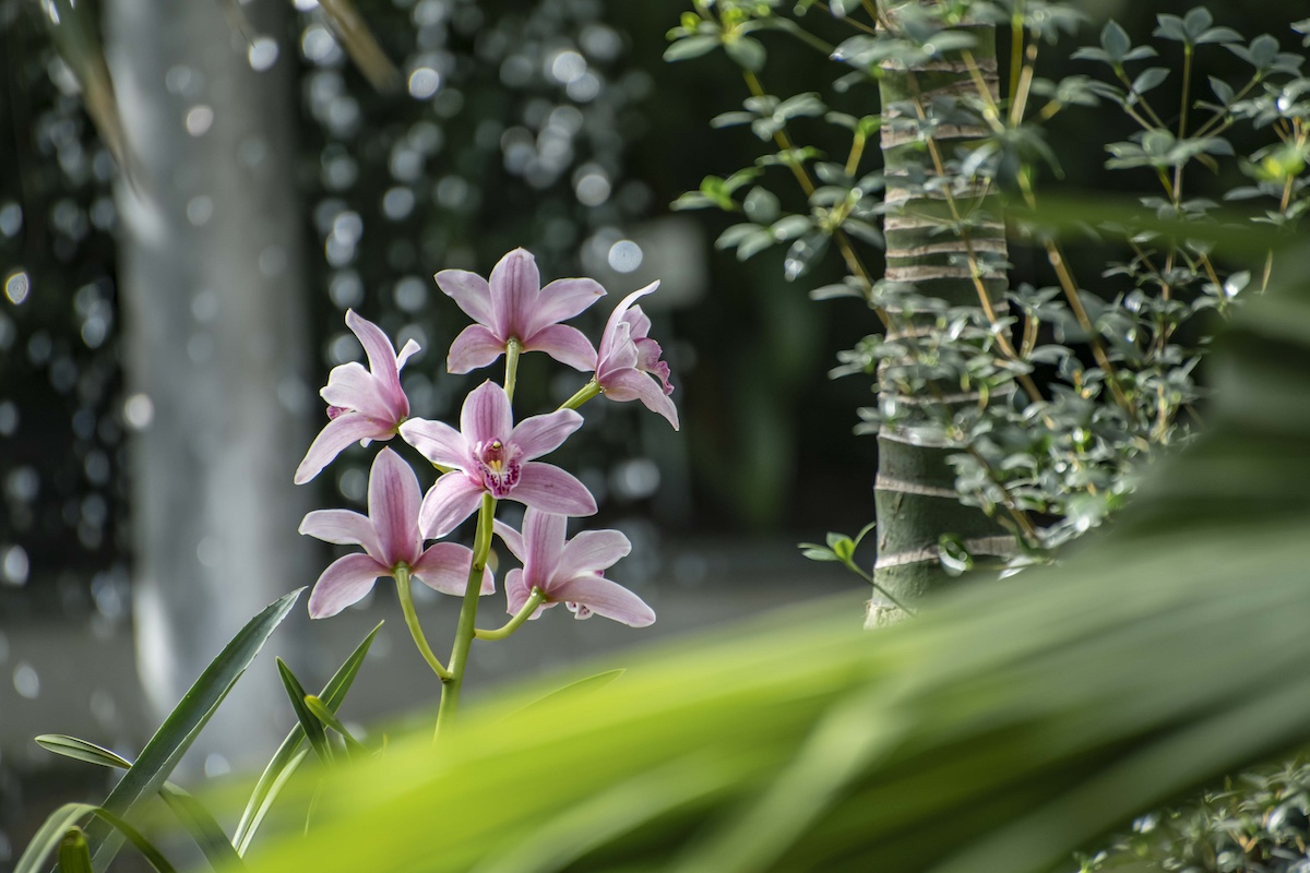 Tallinnan kasvitieteellisen puutarhan orkidealoisto