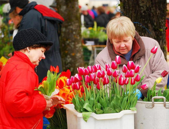 Türin kuuluisat kukka-markkinat juhlivat puutarha-kauden alkua