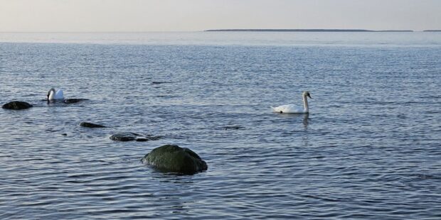 Henkeäsalpaavan kaunis Joutsenlampi Tallinnassa