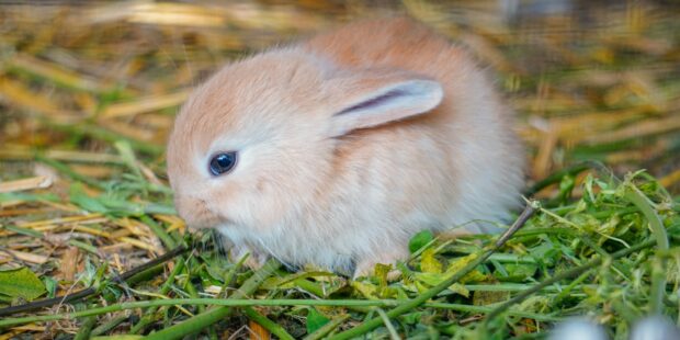 Tee hyvä teko hädässä oleville eläimille ostamalla joululahja