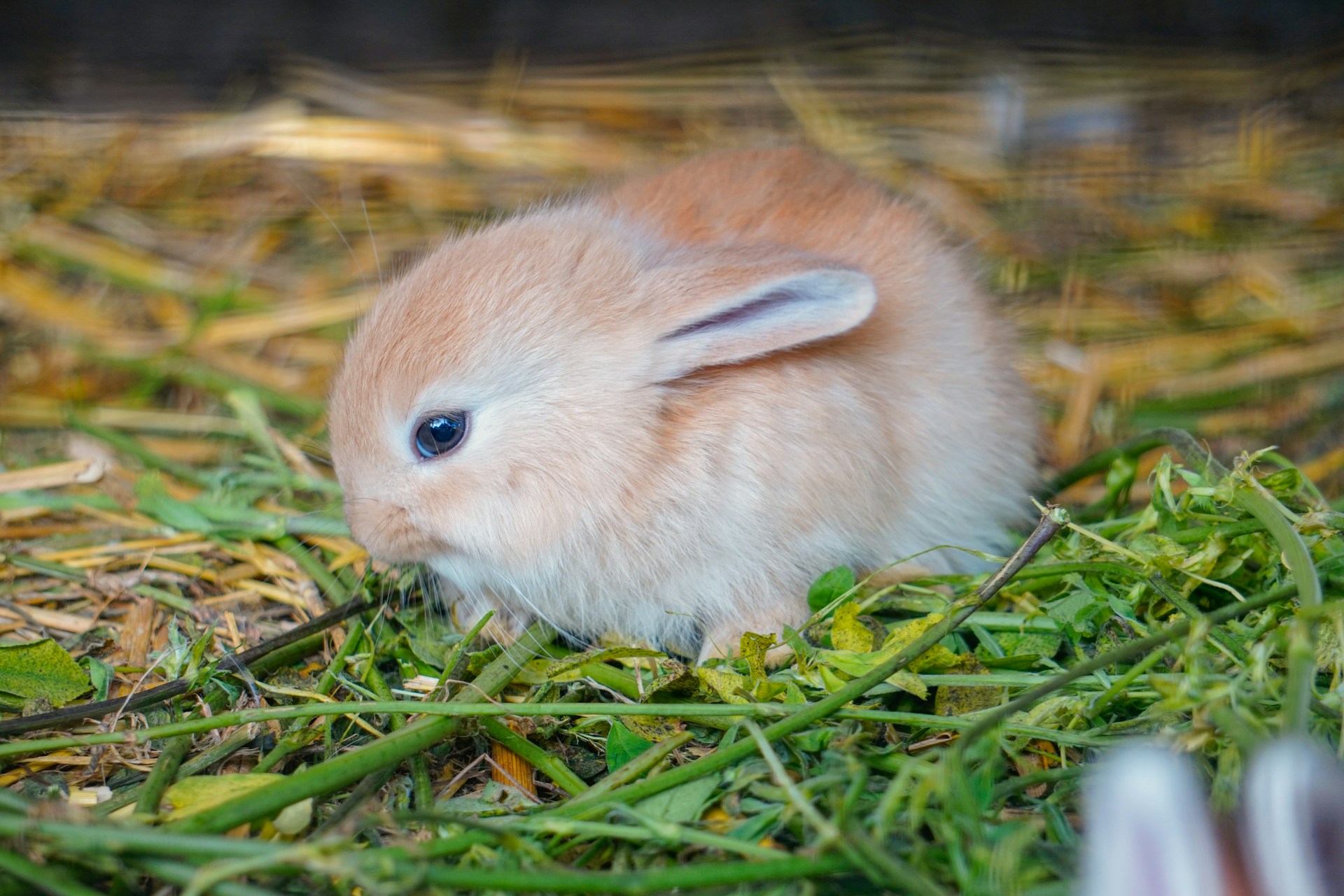 Tee hyvä teko hädässä oleville eläimille ostamalla joululahja