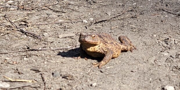 Tallinn helps frogs to migrate to their spring breeding grounds