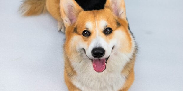 Corgi Fest Is for People Who Like…Corgis