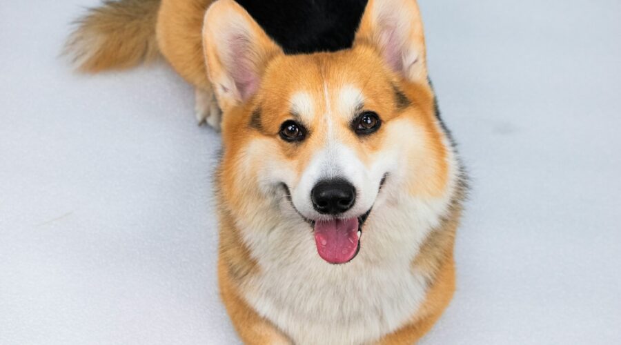 Corgi Fest -tapahtuman pääesiintyjiä ovat corgi-koirat