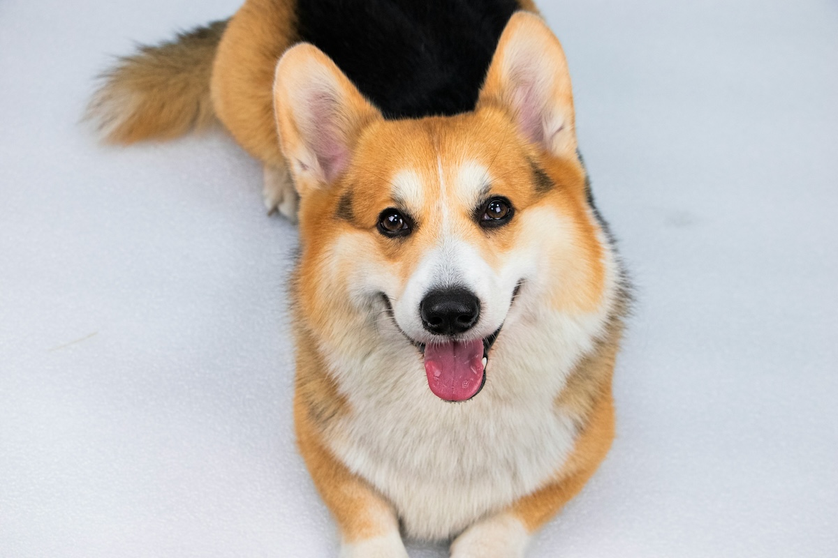 Corgi Fest -tapahtuman pääesiintyjiä ovat corgi-koirat