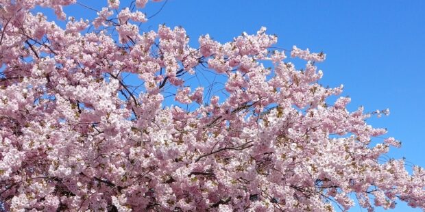 The Baltic Guide Wishes You a Wonderful Spring Holiday!