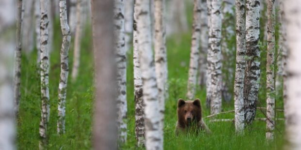 Two National Parks in Virumaa Offer Visitors a Wonderful Nature Experience