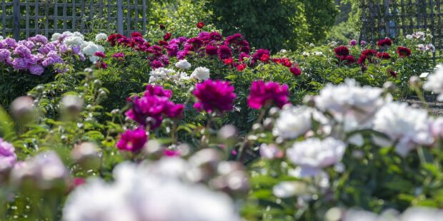 The Splendor of Peonies in the Tallinn Botanical Garden