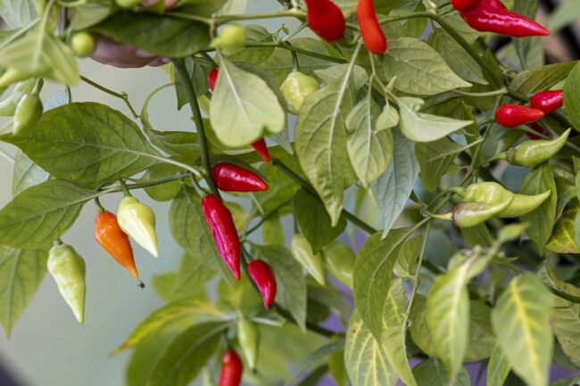 Exciting events in Estonia this week