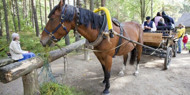 Exciting events in Estonia this week