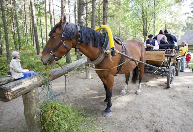 Exciting events in Estonia this week