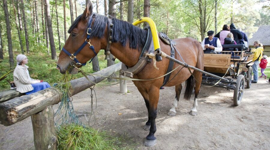 Tällä viikolla tapahtuu Virossa