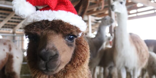 Alpacas for Christmas?
