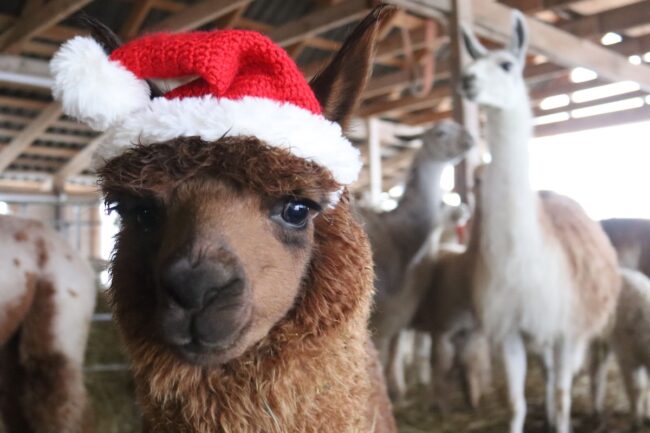Alpacas for Christmas?