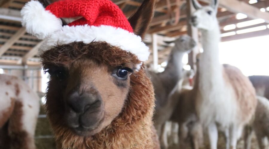 Alpakkatila joulun tunnelmissa