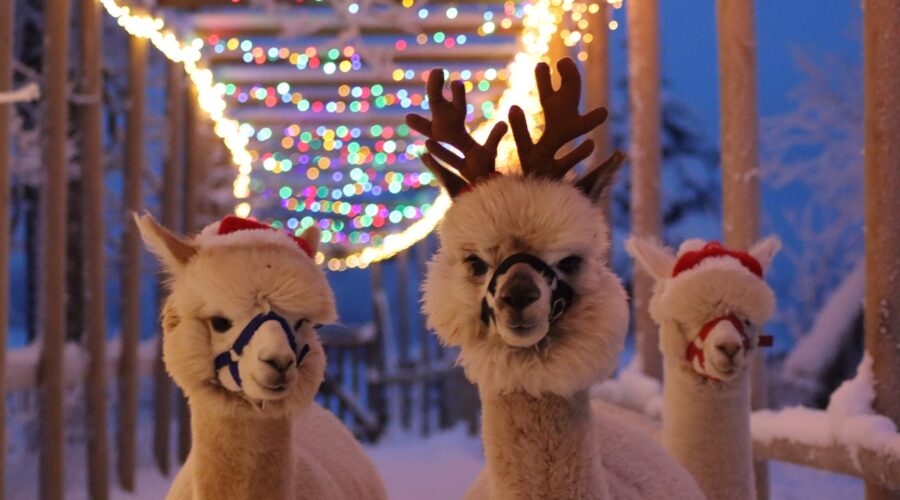 Tällä viikolla tapahtuu Virossa