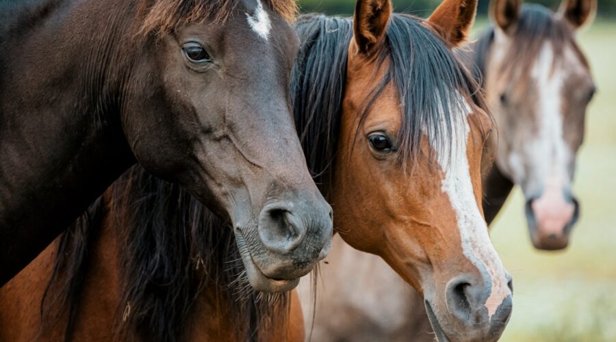 Anna lahjaksi ratsastuslahjakortti
