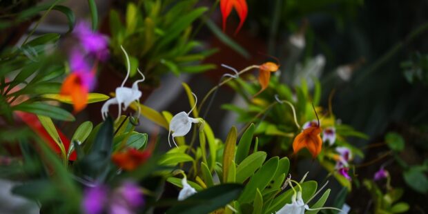 Tällä viikolla tapahtuu Virossa