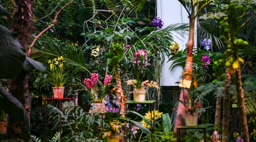 Orkideat uhkeimmillaan Tallinnassa