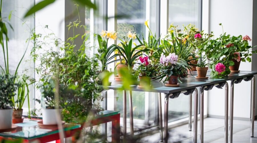 Huonekasvien näyttely Tallinnassa