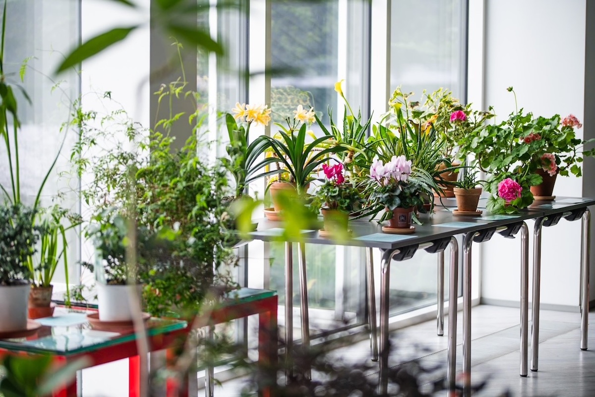 Houseplant Exhibition in Tallinn