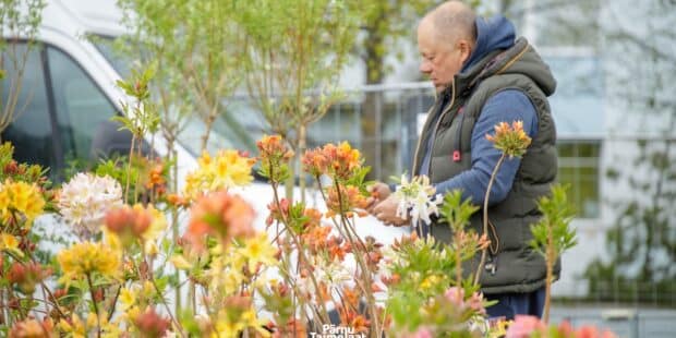 Pärnun taimimarkkinat – astu värikylläiseen kesään