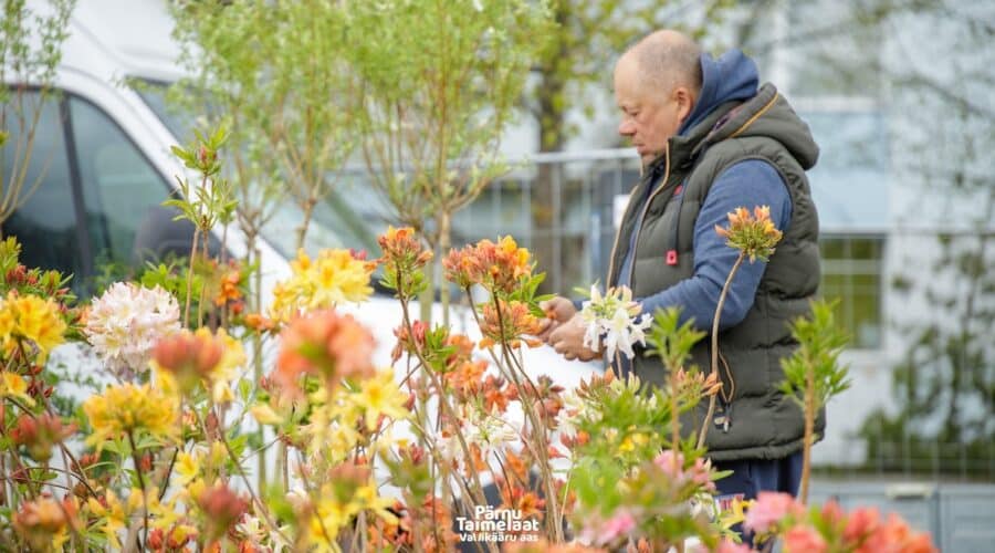 Pärnun taimimarkkinat – astu värikylläiseen kesään