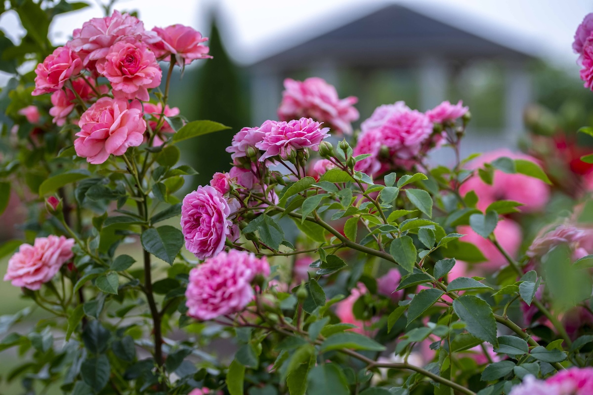 Hundreds of Rose Varieties on Display at Tallinn Rose Days