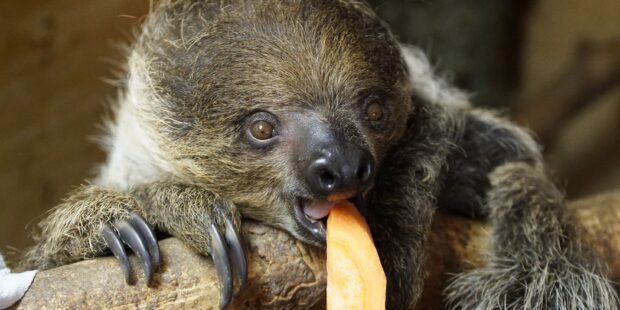 Tallinn Zoo’s newest resident needs a name