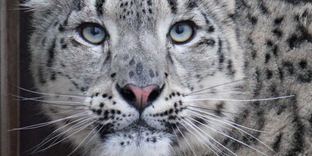 Tallinn Zoo welcomes new Snow Leopard